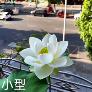 自华 萌宝荷花苑真小微型迷你荷花碗莲睡莲种子藕水生植物花