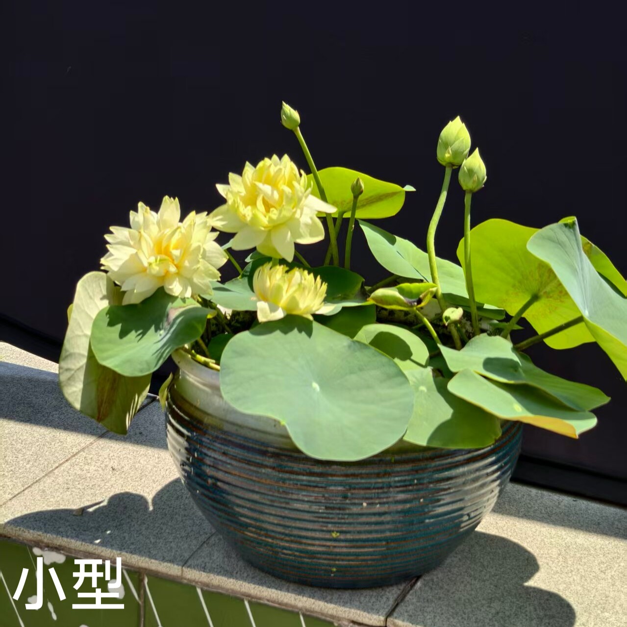 金凤秀色  真小型微型碗莲荷花睡莲种子藕盆栽水培水生植物花卉