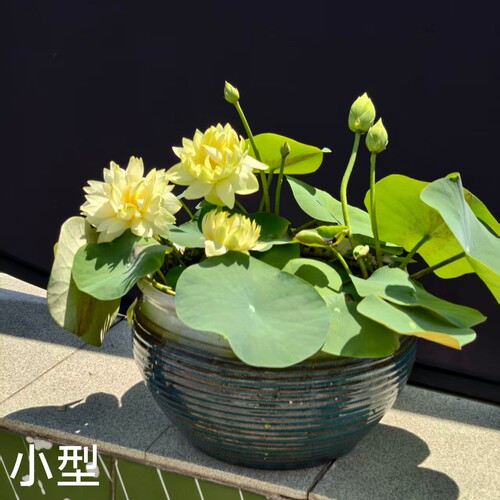 小型碗莲种子种藕盆栽水培