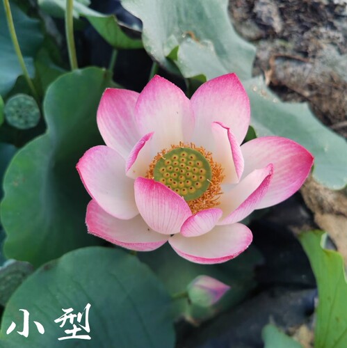 惊艳8号  真小型中型荷花碗莲睡莲种子藕盆栽水培水生植物花卉