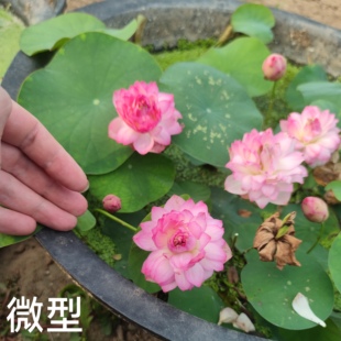 云裳 真小型微型碗莲荷花种子藕盆栽水培水生植物花萌宝荷花苑