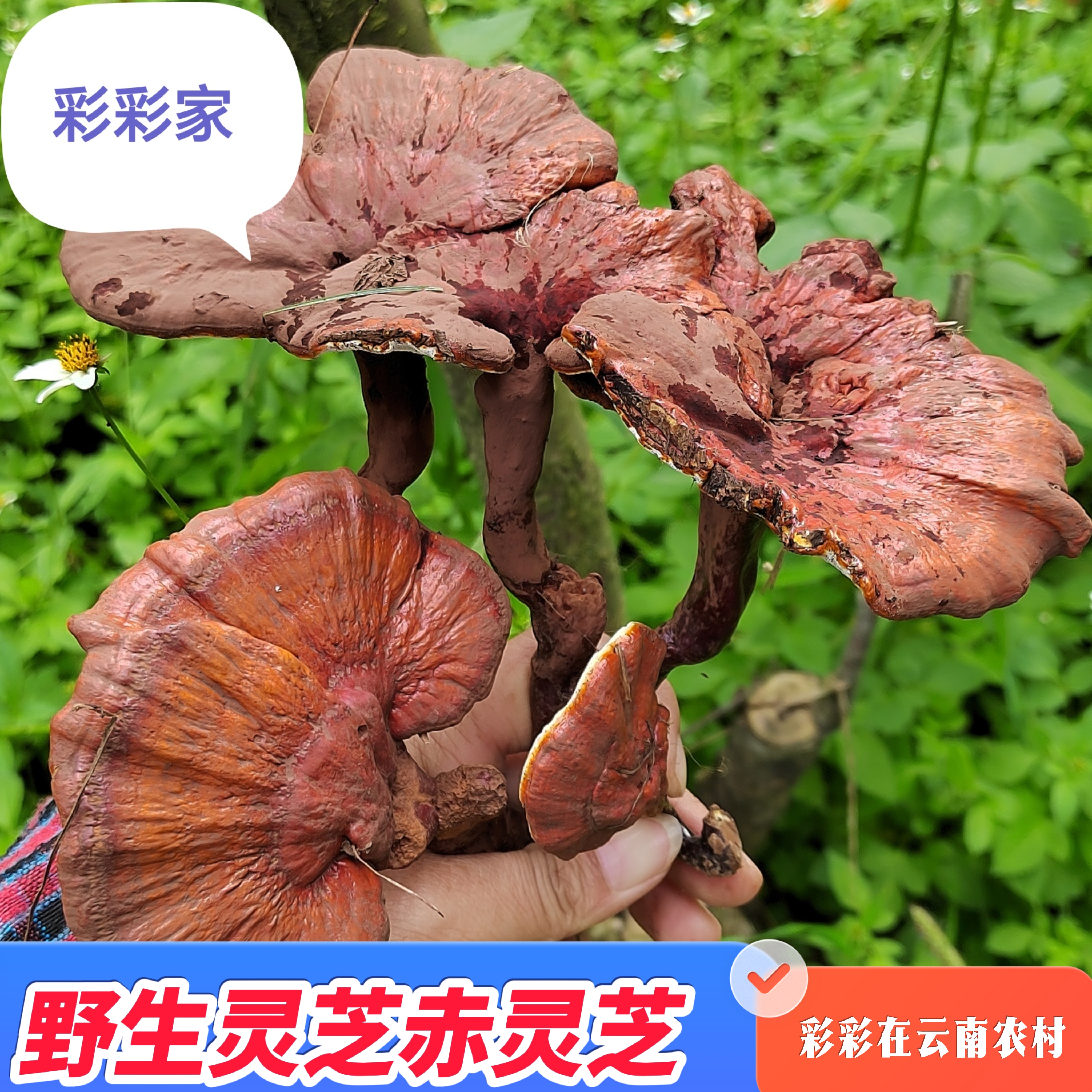 正品云南深山野生灵芝赤灵芝赤芝整枝灵芝干货泡酒泡水