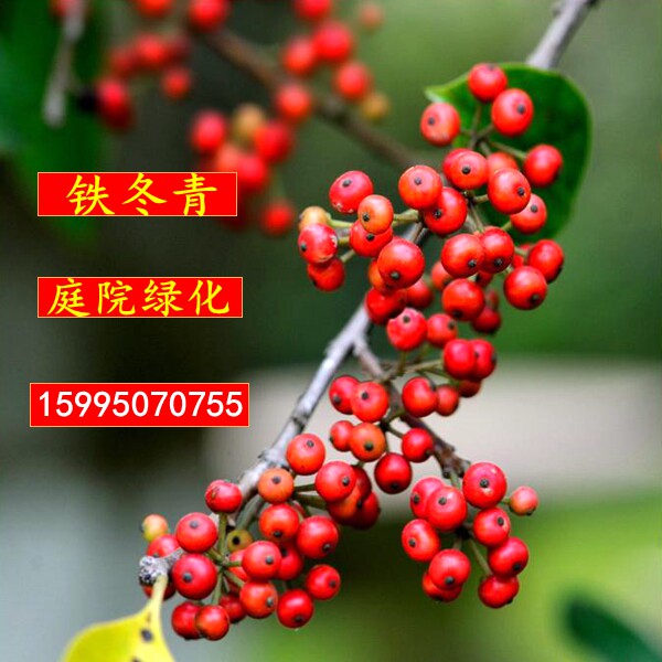 铁冬青树苗白银木万紫千红树苗庭院观赏苗盆栽绿化树苗花卉包邮