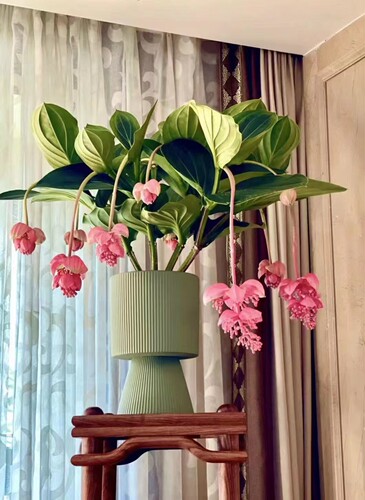 荷兰进口宝莲灯室内高档花 好养易活 花期3-6个月 一年两次花期
