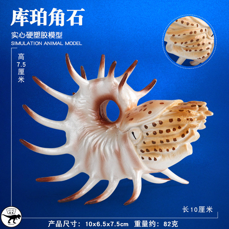 儿童史前海洋动物玩具库珀角石模型仿真远古鹦鹉螺菊石海底生物