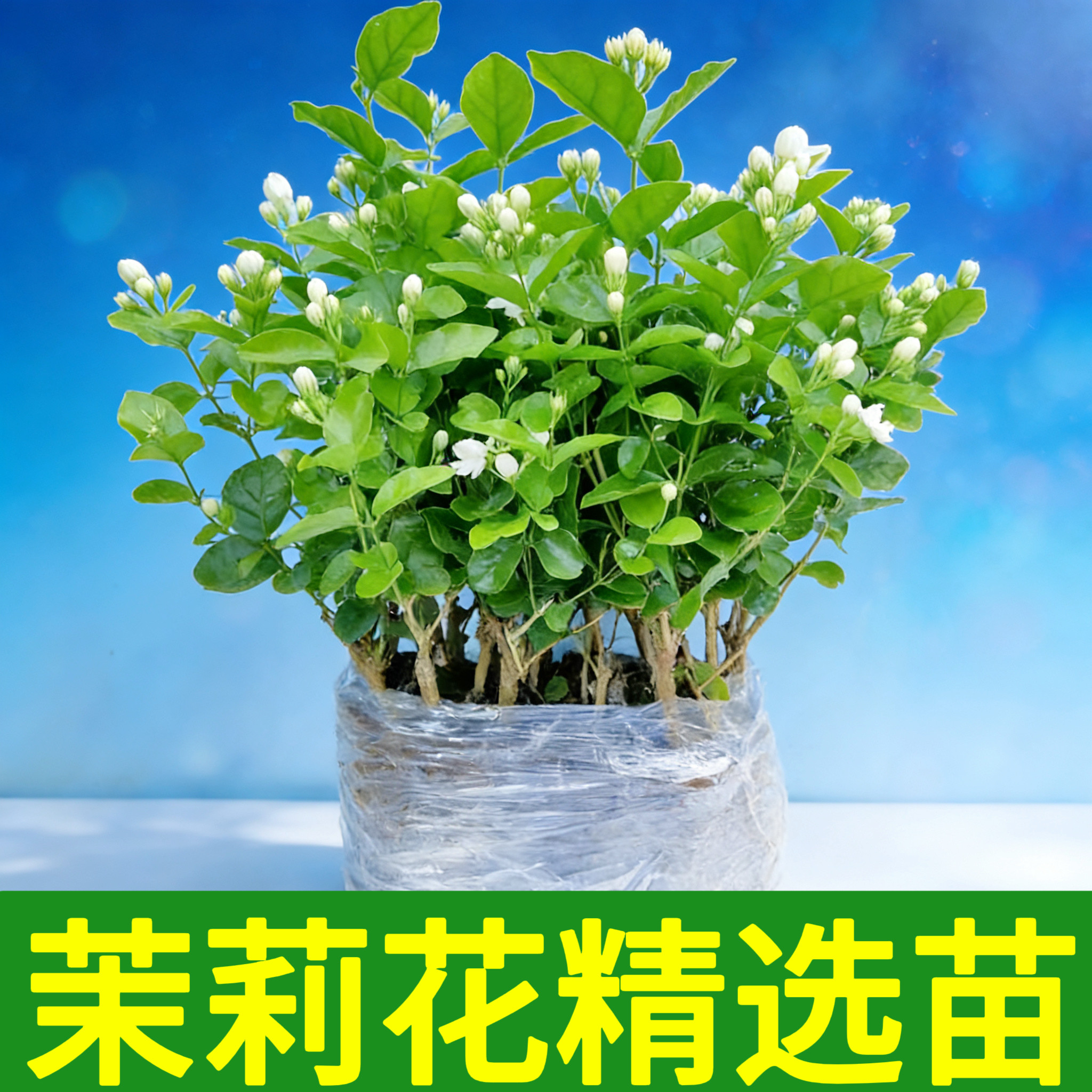 横县茉莉花苗茉莉花盆栽老桩开花多绿植花卉树苗植物阳台易成活