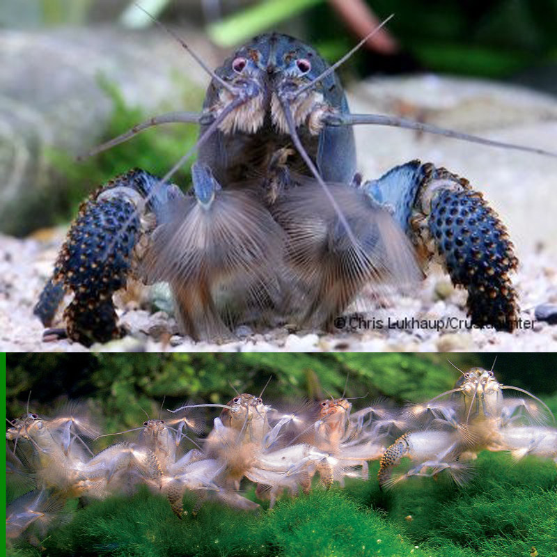 非洲巨型网球虾喀麦隆巨人盔甲蓝金刚宠物观赏大虾水草缸水族活体