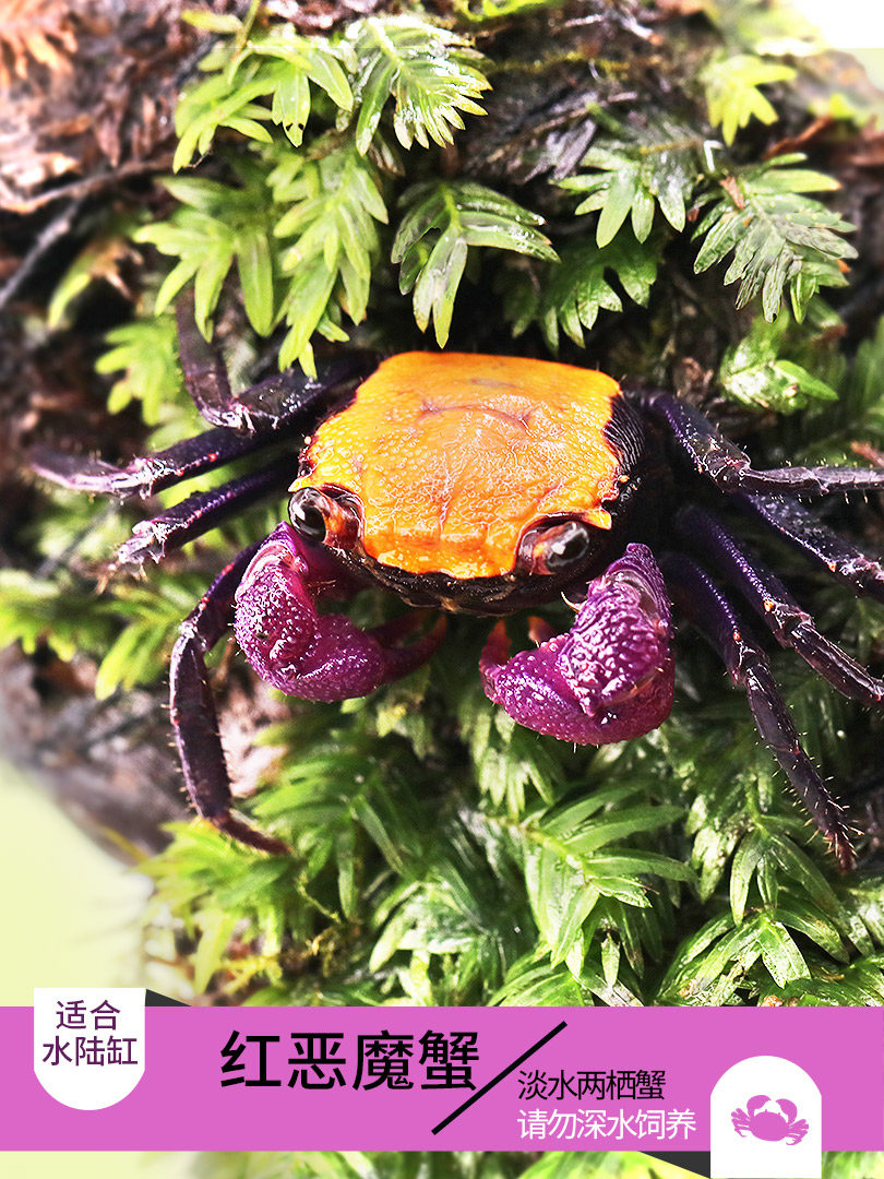 观赏宠物螃蟹活体吸血恶魔蟹苏拉威西火焰红恶魔红玩具电镀红爪蟹