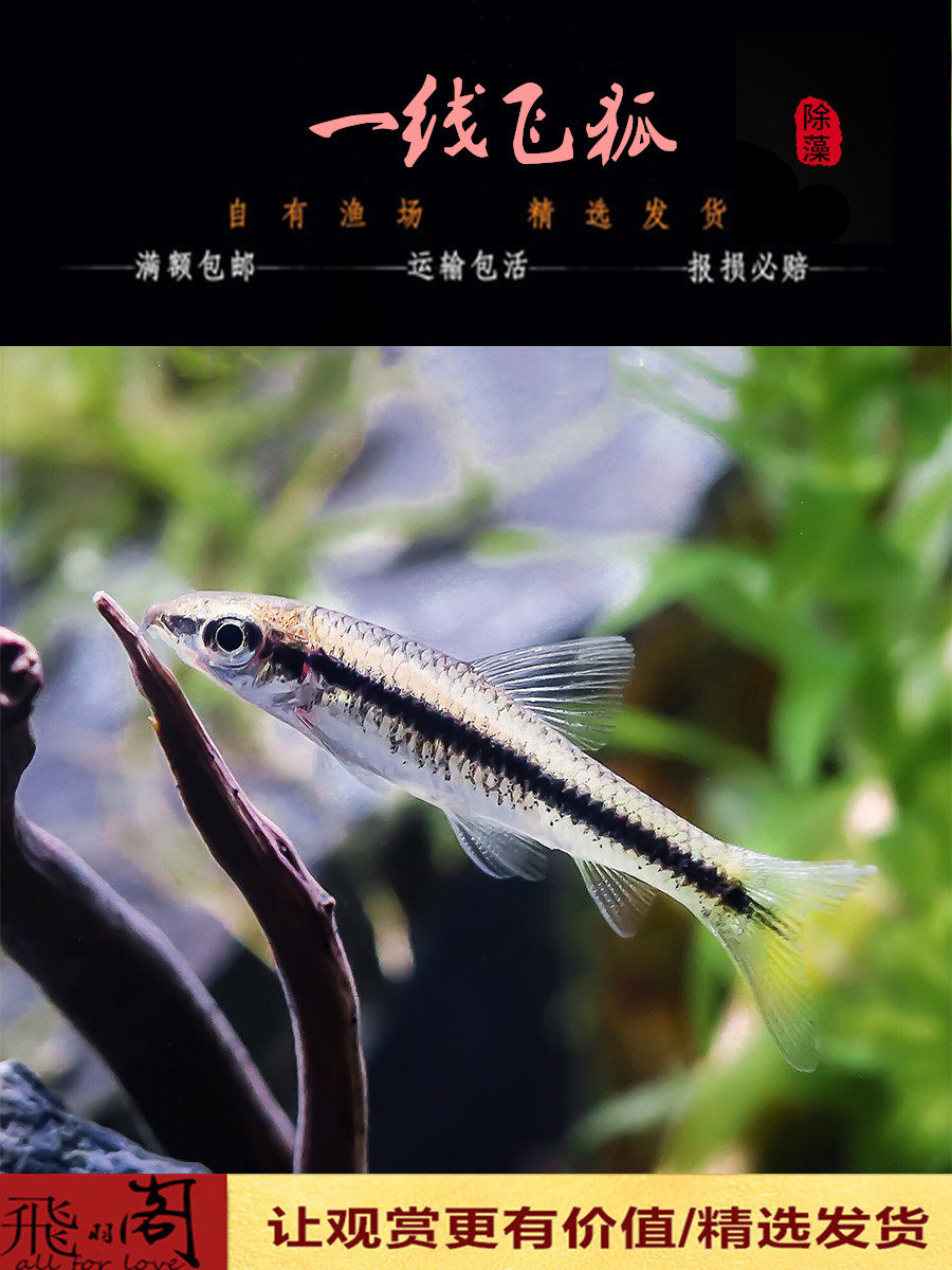 一线飞狐黑线飞狐观赏鱼热带鱼活体水族草缸除绿藻除苔小精灵鱼