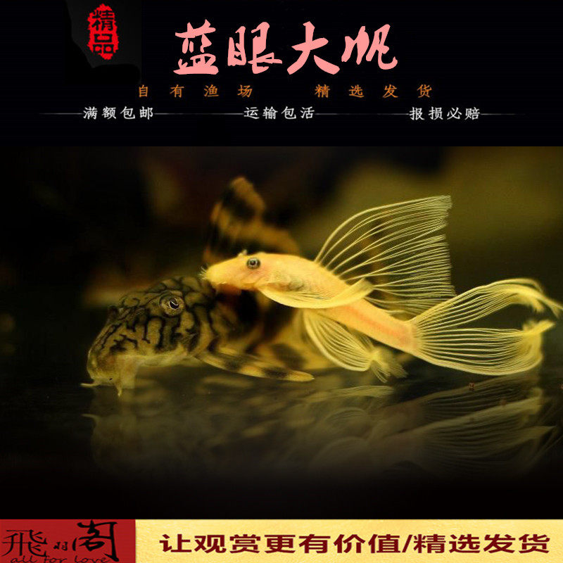 清缸热带观赏鱼黄金蓝眼大帆异形胡子草缸除藻除苔工具鱼水族活体在类目 宠物/宠物食品及用品, 水族世界, 鱼中 - 来自Buy2taobao.com提供专业的淘宝代购服务