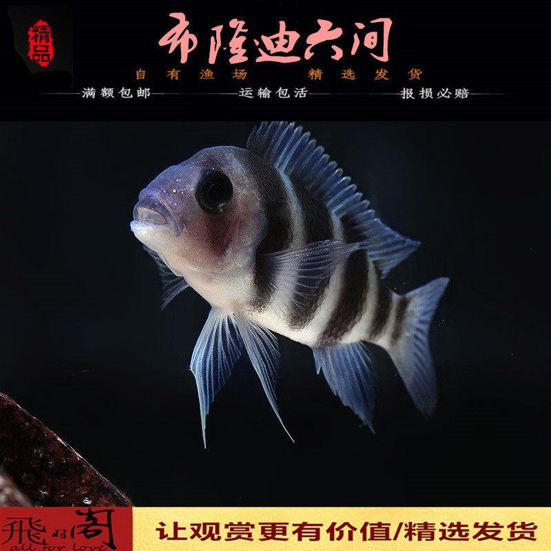 热卖热带观赏鱼布隆迪六间鱼活体三湖慈鲷坦鲷皇冠蓝六间包活报损