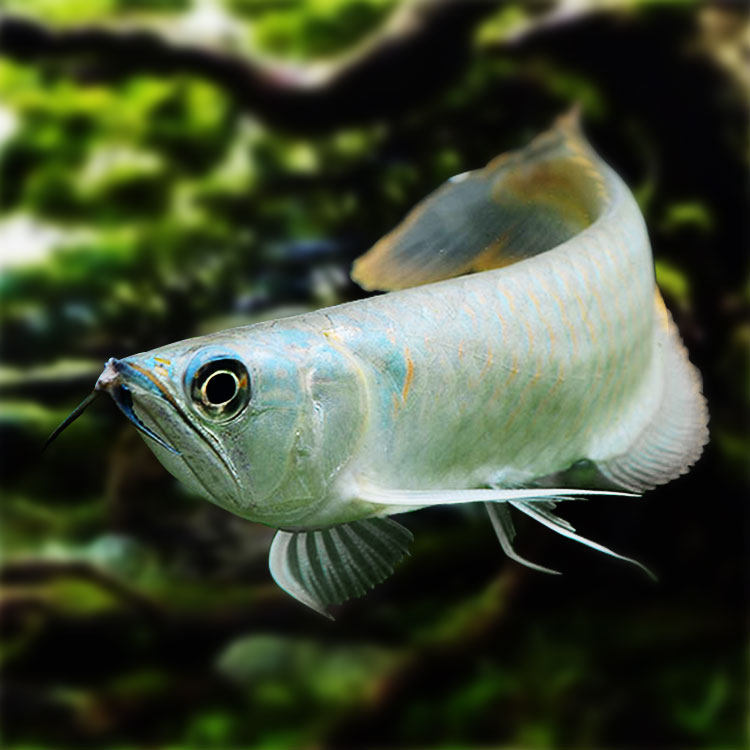 热带鱼中型价格 热带鱼中型图片 星期三