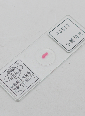 43517小肠切片中学生物实验室配套浪花牌器材教具玻片涂片装片