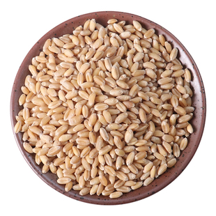 中药材正品淮小麦正品50克淮小麦甘草大枣茶失眠止汗盗汗茶