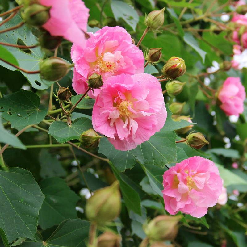 重瓣芙蓉花盆栽带花苞变色拒霜花三醉木芙蓉花苗庭院室外花卉植物