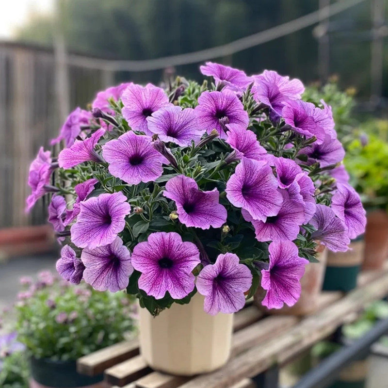 矮牵牛花盆栽带花苞阳台庭院花卉