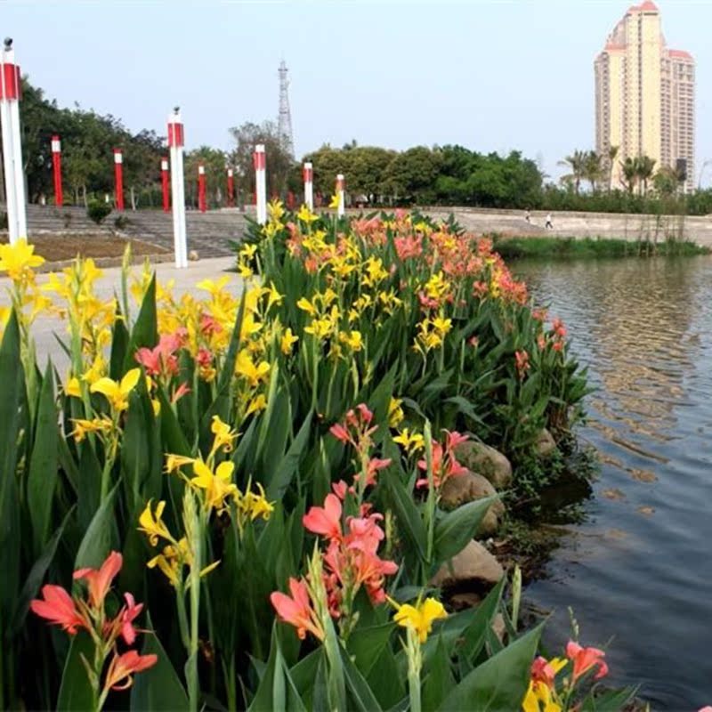 水生植物 美人蕉花苗池塘水池河道湿地绿化净化水质水养花卉绿植 鲜花速递/花卉仿真/绿植园艺 水生植物 原图主图