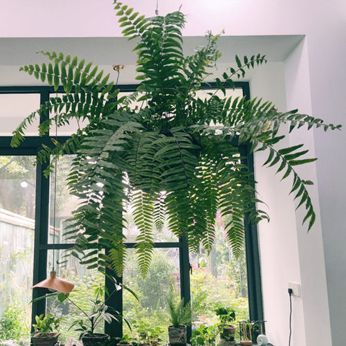 霸王蕨室内客厅绿植常绿净化空气