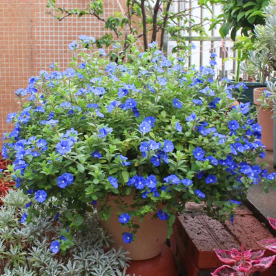 蓝星花盆栽庭院花坛耐晒花卉
