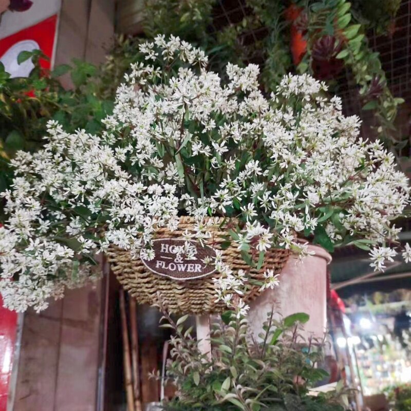 禾叶大戟飘雪盆栽白雪白色花禾叶大戟花苗阳台好养花卉花期长爆花