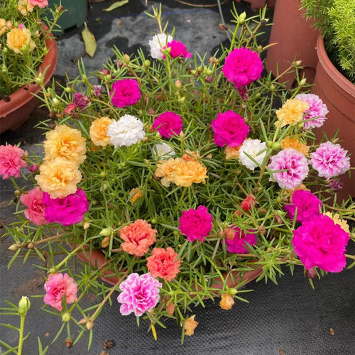 混色重瓣太阳花带花苞