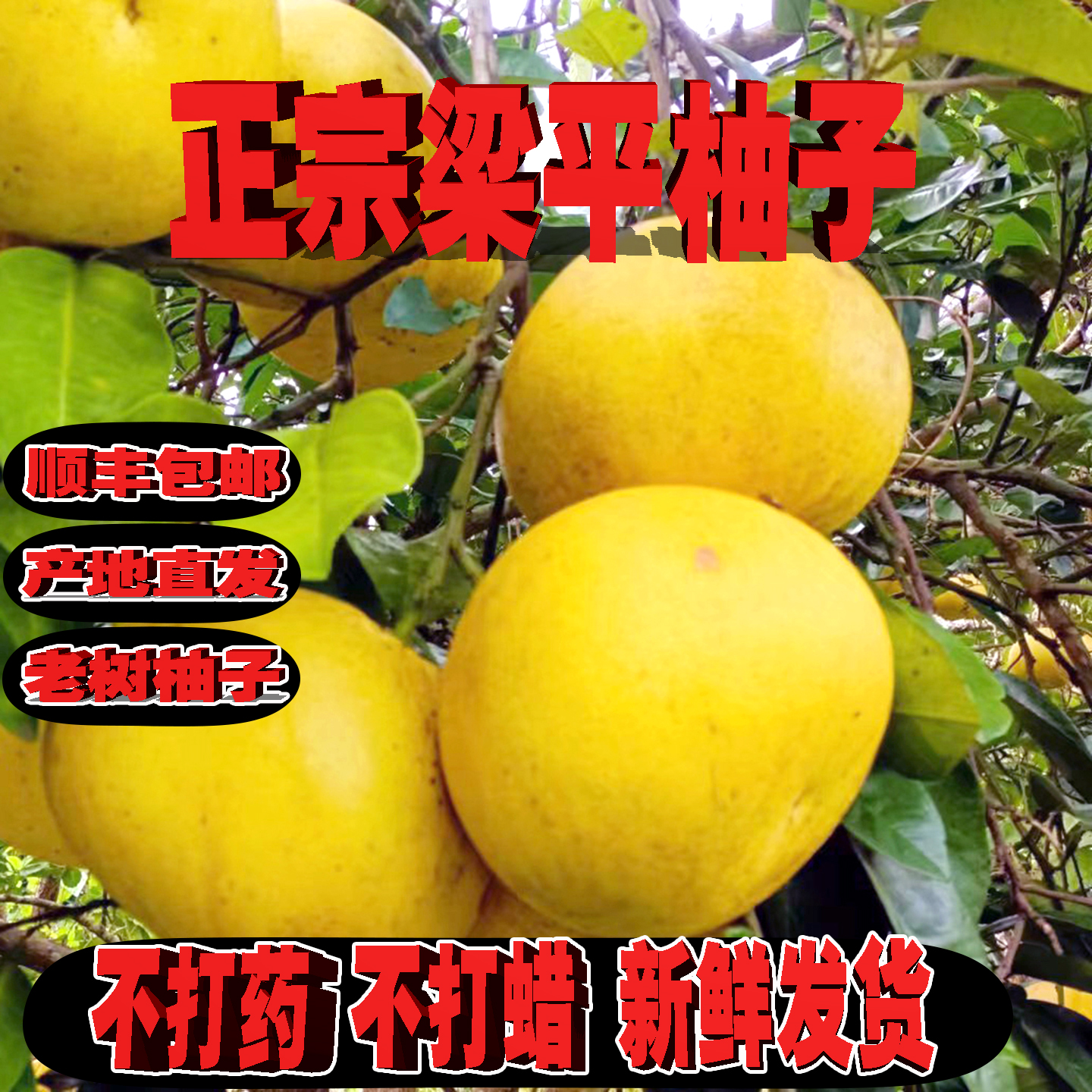 正宗梁平柚子新鲜水果产地直发