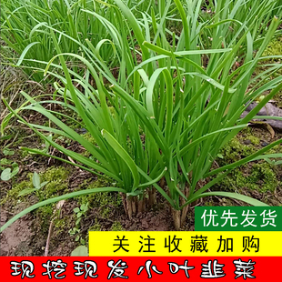 小叶韭菜根菜苗 阳台四季盆栽本地韭菜种苗蔬菜苗 现挖包成活包邮