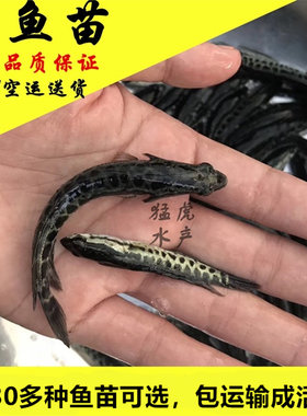 黑鱼苗淡水乌鱼养殖生鱼活体好养
