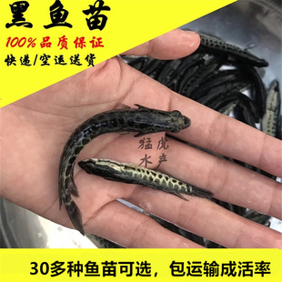 优质淡水黑鱼苗杂交生鱼苗活体乌鳢鱼乌鱼财鱼苗大型鱼观赏养殖鱼
