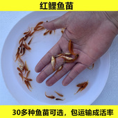 淡水小红鲤鱼苗养殖食用观赏冷水活体好养饲料鱼小型鱼四大家鱼苗