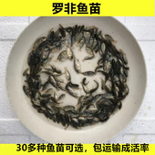 淡水罗非鱼苗非洲鲫鱼福寿奥尼新吉富鱼饵料鱼饲料鱼活体养殖易活