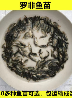 罗非鱼苗非洲鲫鱼福寿鱼包邮鱼苗