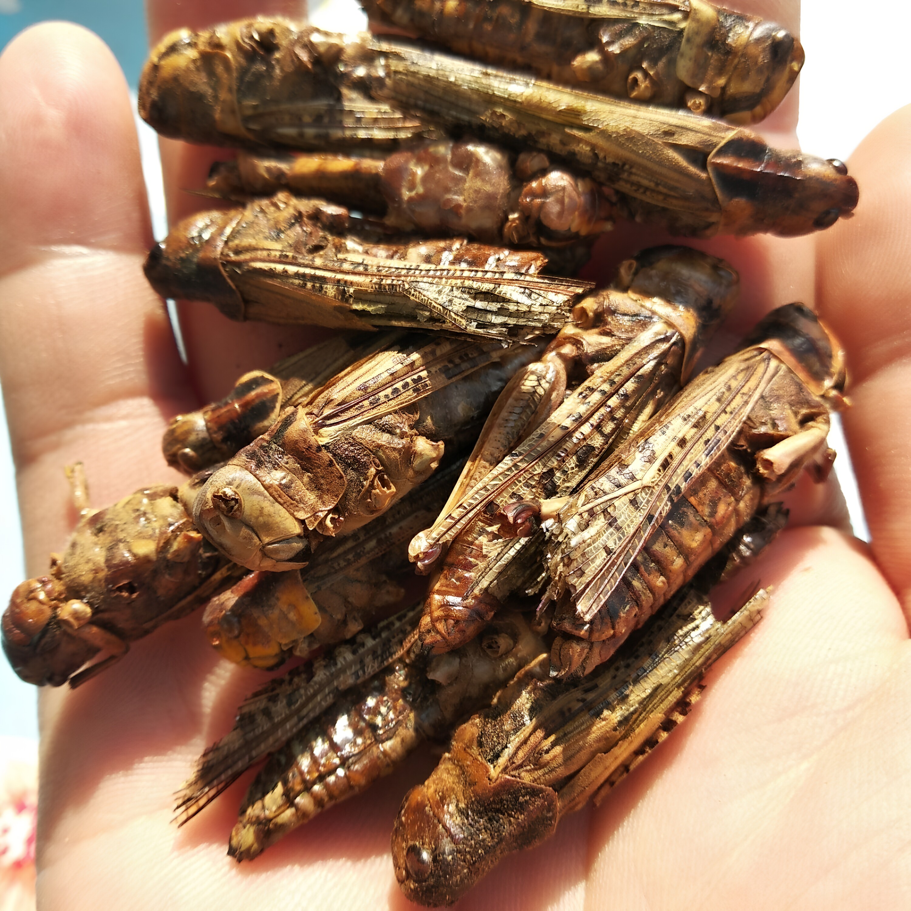 新鲜蚱蜢干 蚂蚱干 蝗虫粉 蚂蚱粉 画眉靛颏百灵鹩哥自制鸟食原料
