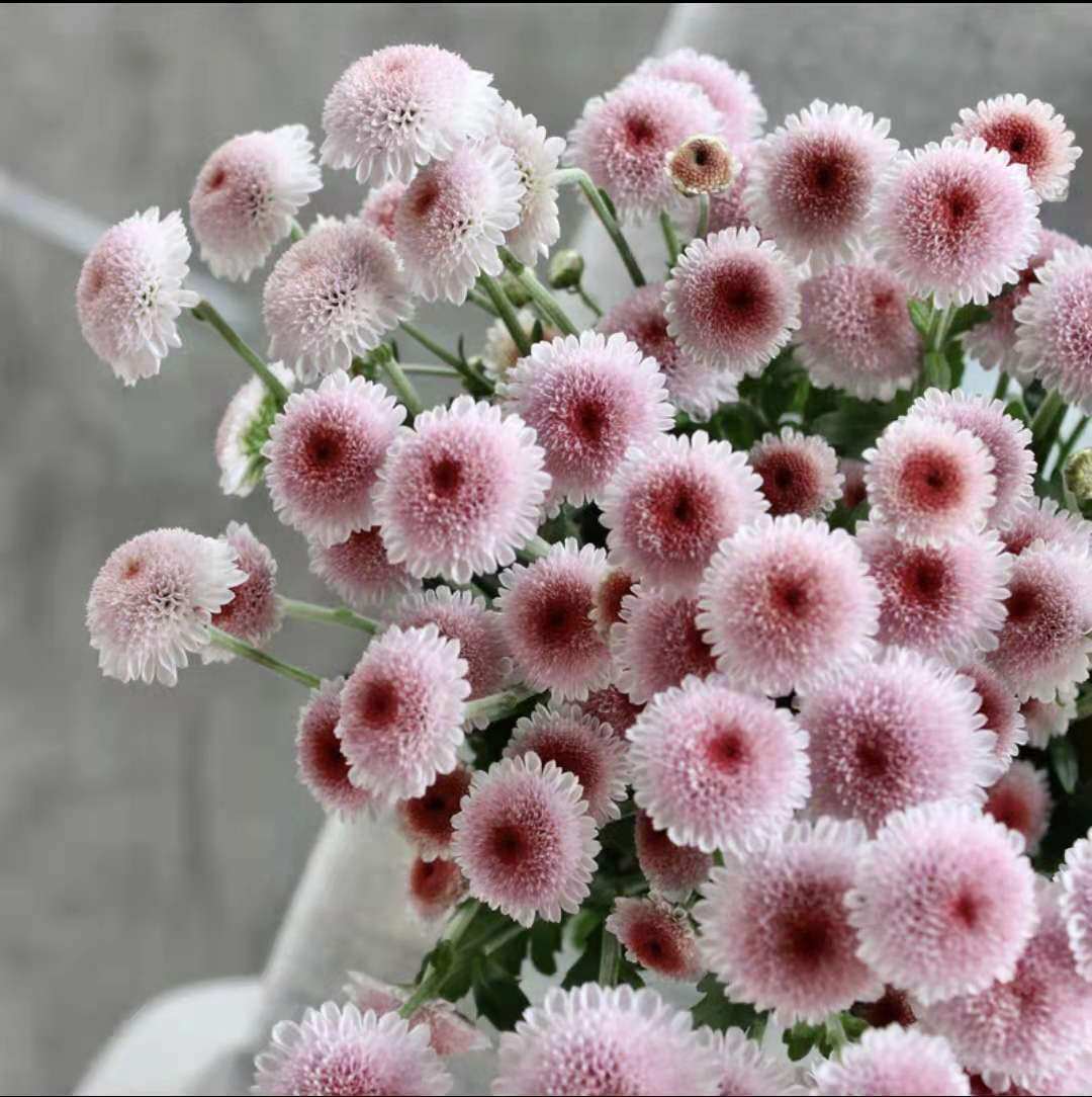 进口新品种珠玉之卵迷你小雏纽扣菊盆栽花苗阳台花卉植物多年生