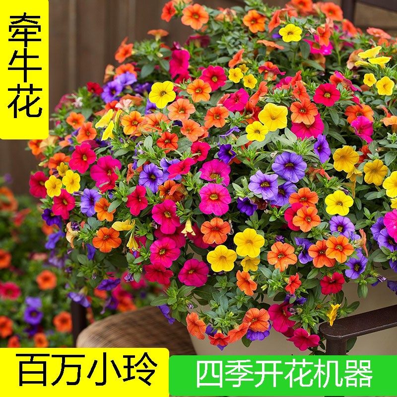 舞春花牵牛花百万小玲盆栽爬藤带花苞苗四季开花好养多年生星空紫