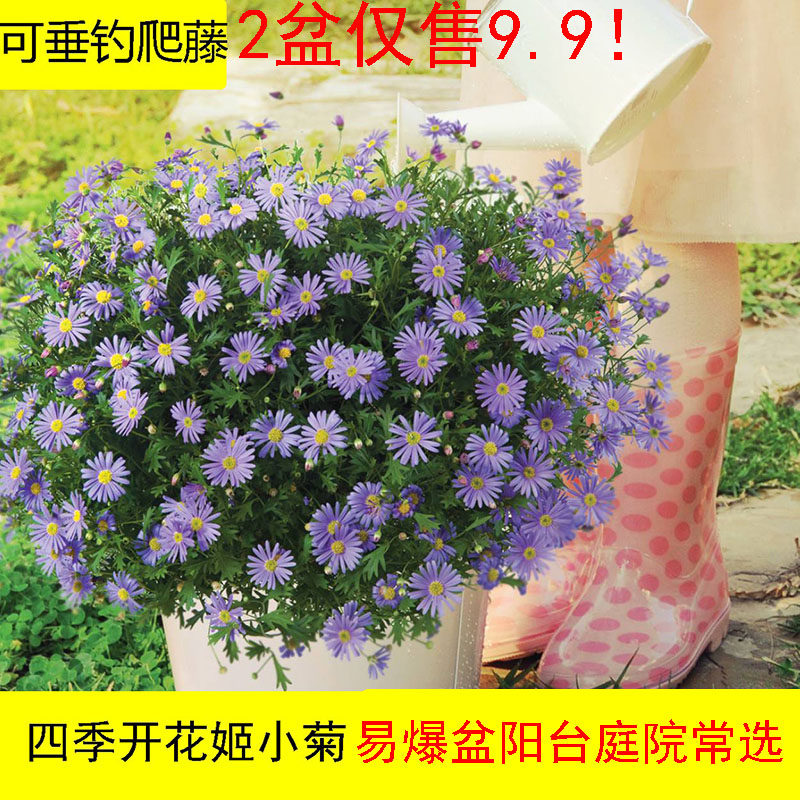 姬小菊大小苗盆带花苞发货盆栽庭院四季开花机器耐热耐寒易爆盆 朗朗小花屋 淘优券