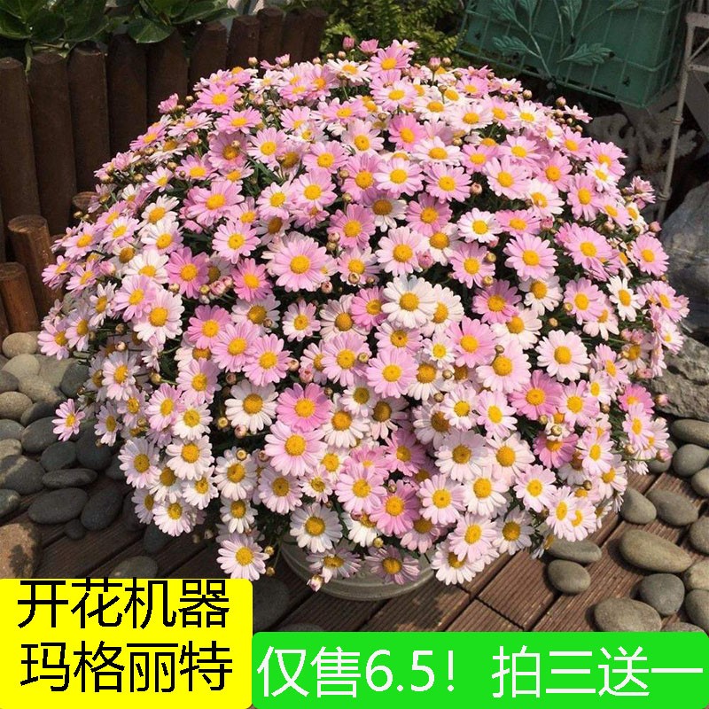 玛格丽特菊花苗盆栽阳台庭院耐寒