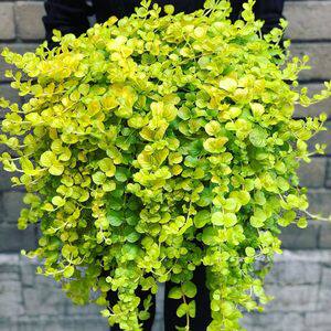 金叶过路黄黄金串盆栽吊兰沼泽过滤花卉苗室外庭院阳台