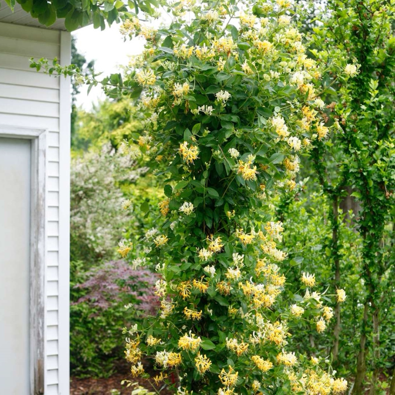 金银花盆栽花苗花卉树苗攀援藤本耐寒耐热庭院种植爬墙爬藤植物