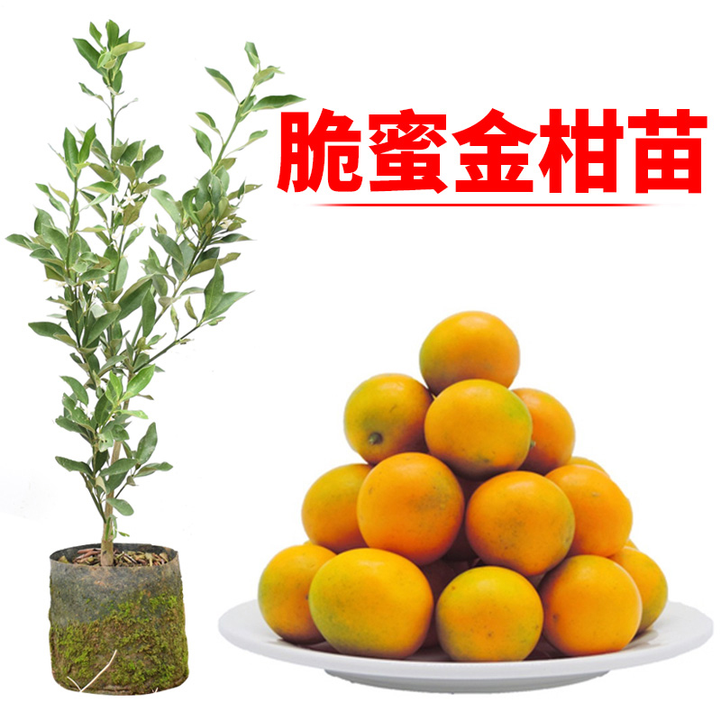 脆蜜金柑苗可食用当年结果