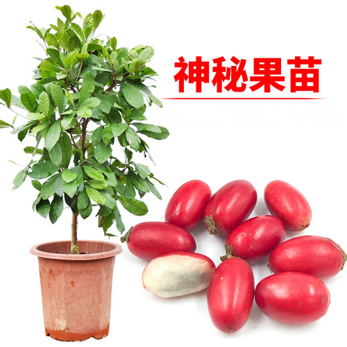 神秘果苗当年结果带果发货