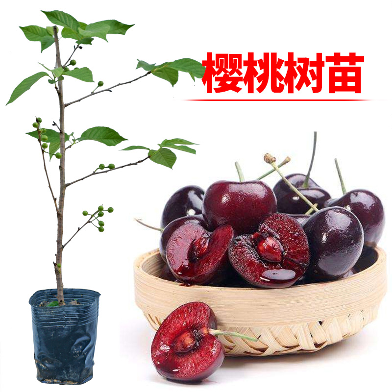 樱桃苗南方种车厘子红妃盆栽种植