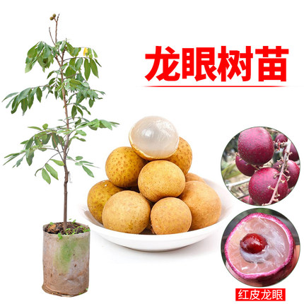 龙眼苗树苗四季龙眼苗石硖嫁接桂圆苗果树苗广西南方当年结果盆栽
