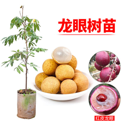 龙眼树苗果树苗当年结果