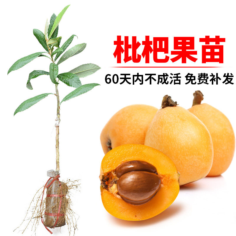 枇杷苗树苗特大嫁接早钟六号大五星枇杷树苗可盆栽南方种当年结果