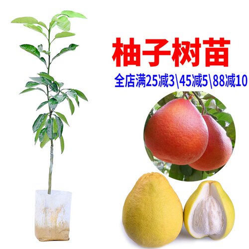 柚子沙田价格 柚子沙田图片 星期三 柚子沙田价格 柚子沙田图片 星期三