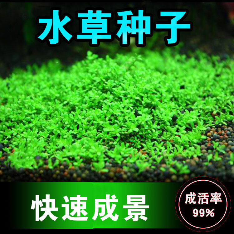 鱼缸水草种子鱼缸前景草迷你对叶矮珍珠莫斯植物水族箱草坪造景草