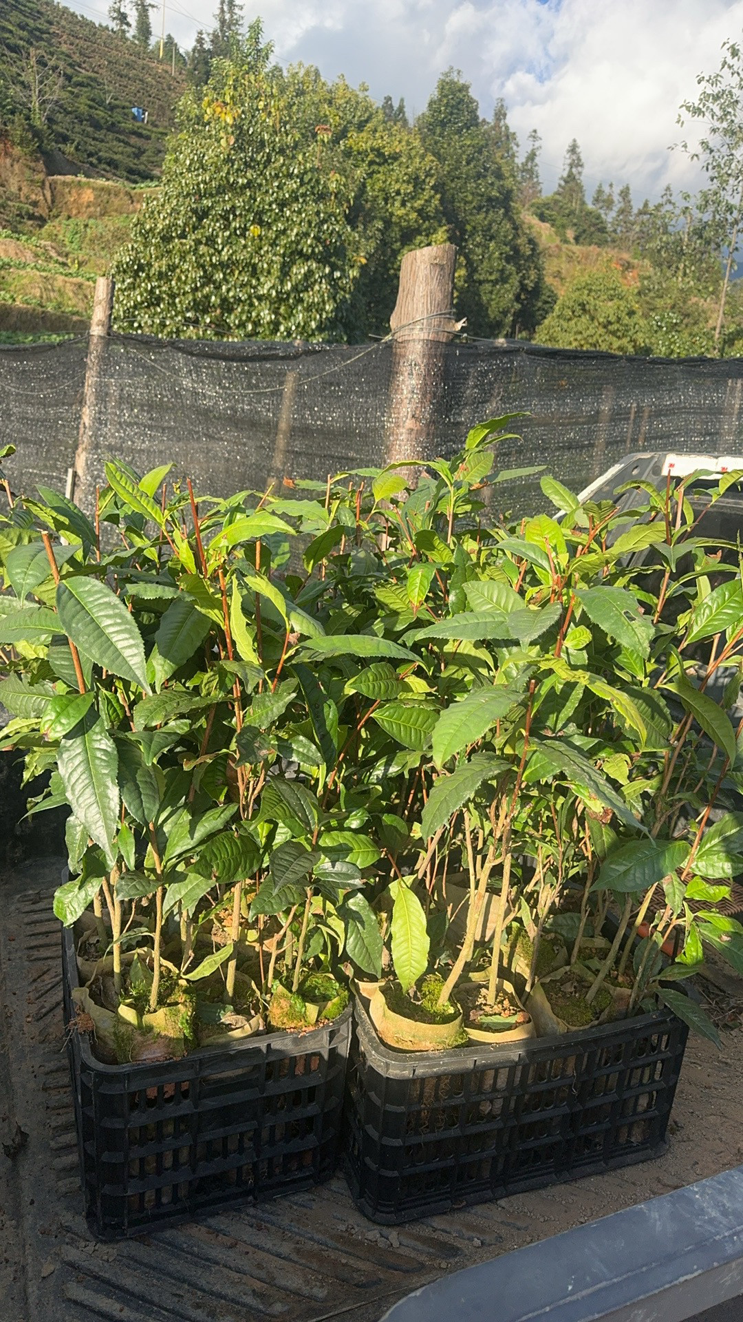 云南普洱茶树苗大叶种袋苗杯苗带土发货冰岛茶苗种子培育种植优质