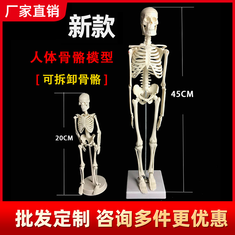 骨骼模型骨架人体可拆卸医学