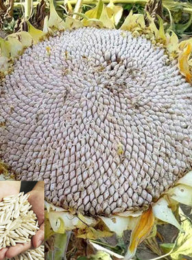 白牙签食用葵种子新疆特产牙签瓜子象牙白高产耐旱庭院观赏向日葵